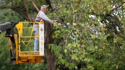 Kepez Belediyesi, sağlıklı büyümeleri, estetik bir görünüm kazanmaları ve güvenlik
