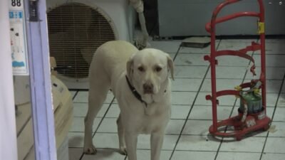 Alanya’da apartman sakinlerinin havlamasından rahatsız olduğu için şikayet ettiği labrador