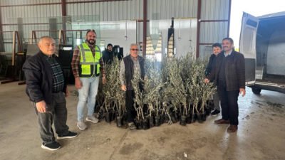Antalya Büyükşehir Belediyesi Alanya Uğurlu Mahallesi’ndeki 80 üreticiye zeytin ve