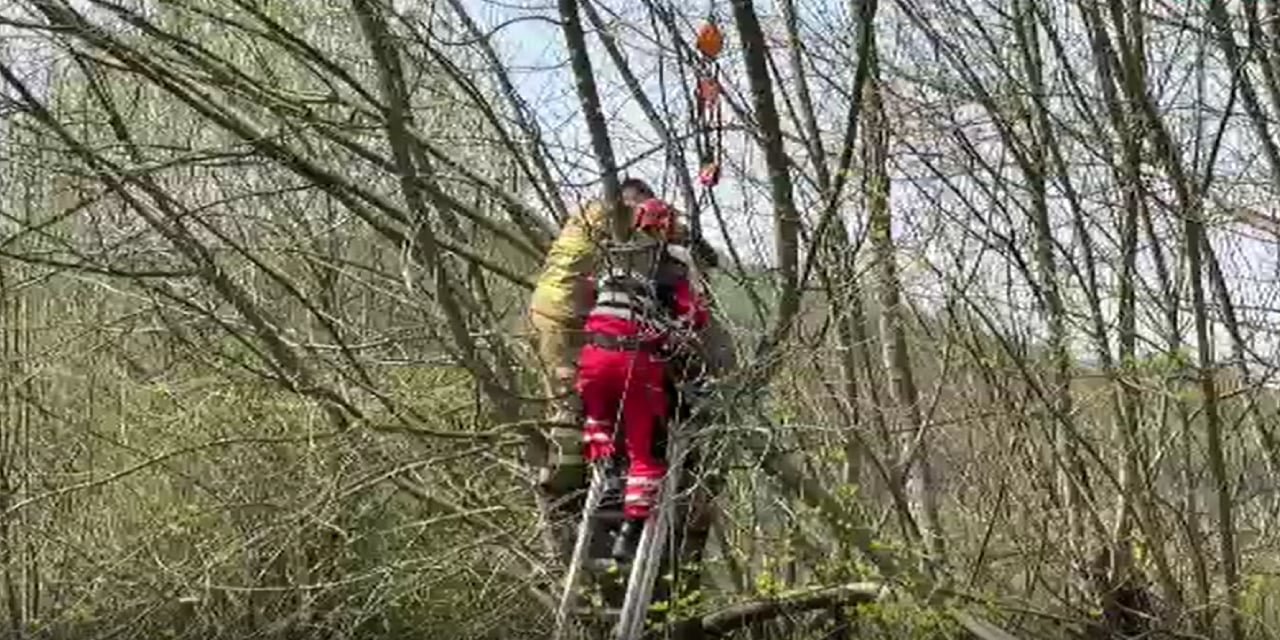 Bartın'da, oğlu ile birlikte budama yaparken çıktığı çınar ağacında kalp