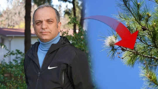 Antalya ve çevresinde baharın gelmesiyle birlikte kızılçam ağaçlarında çam kese