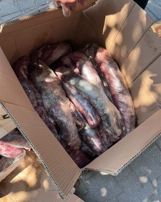 Alanya Belediyesi, halk sağlığını korumaya yönelik hijyen ve gıda güvenliği
