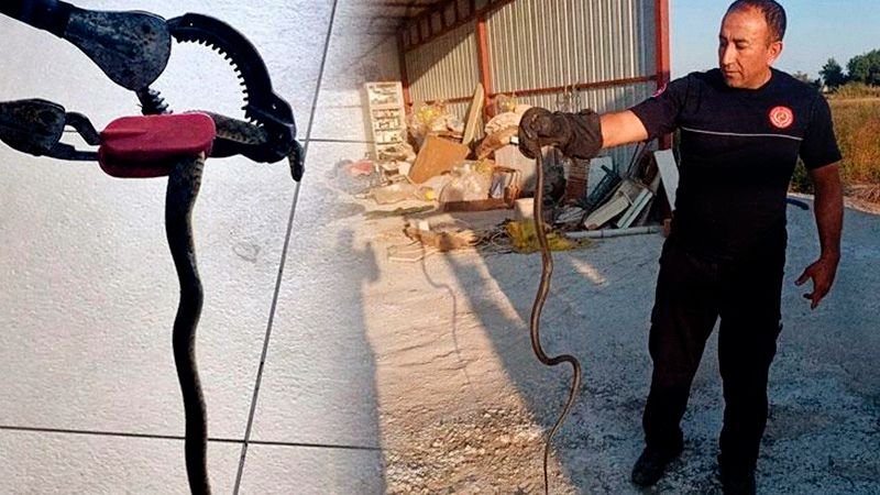 Antalya’da etkisini artıran sıcak hava nedeniyle yılanlar yaşam alanlarını değiştirerek